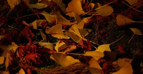 Feuilles de ginkgo au sol Feuilles de ginkgo au sol