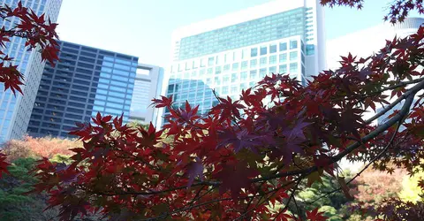 Hama-Rikyu avec les buildings en fond