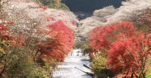 Le parc Obara Fureai, entre sakura et momiji