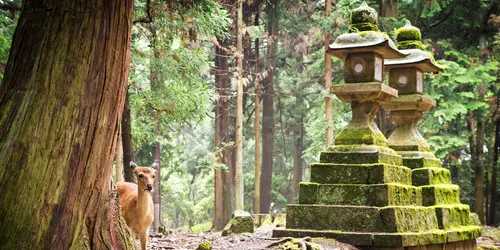 Les 1200 cerfs Sika en liberté dans le parc de Nara, à moins d'1h de Kyoto, feront le plaisir des petits et grands !