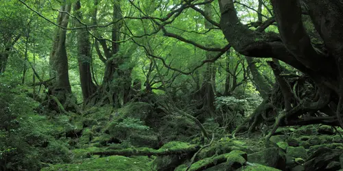 Die winzige tropische Insel Yakushima in Japan die Hayao Miyazaki für "Prinzessin Mononoke" inspirierte.