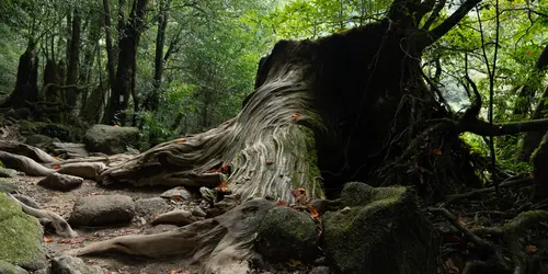 Die Insel Yakushima ist die Heimat einer sehr dichten und wilden Natur