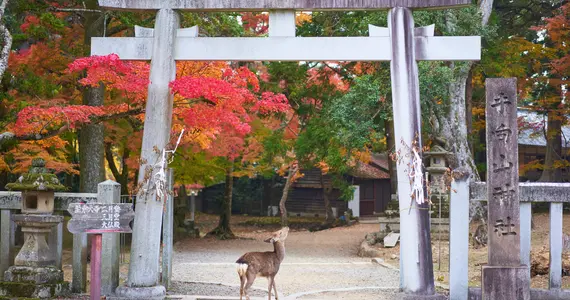 Nara 