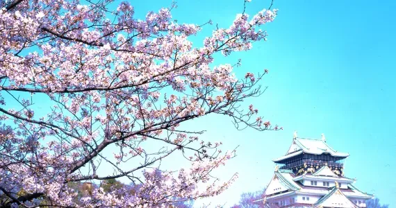 Cerezos en flor en el parque del Castillo de Osaka